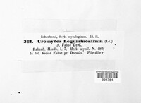 Uromyces leguminosarum image